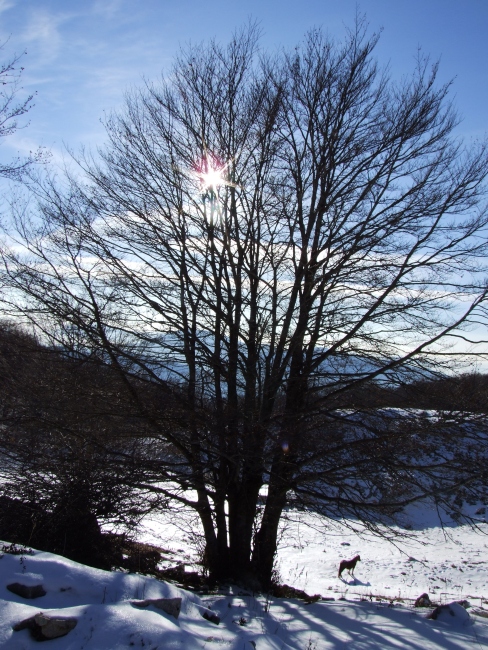 Versante laziale del Parco Nazionale d''Abruzzo
